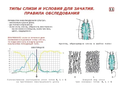 Репродуктивна гормональна система, екологічне подружжя (система) Репродуктивна гормональна система, екологічне подружжя