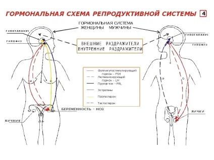 Репродуктивна гормональна система, екологічне подружжя (система) Репродуктивна гормональна система, екологічне подружжя
