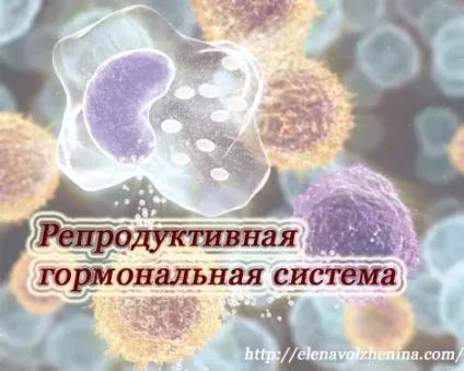 Репродуктивна гормональна система (вторинних статевих ознак) Репродуктивна гормональна система