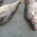 рибальські забобони