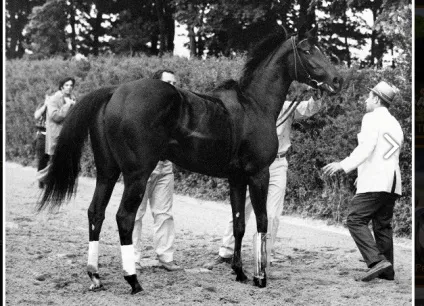 Жвава (ruffian) - про коней, коновод (Mother Goose Stakes) Жвава (ruffian) - про коней, коновод
