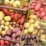 Садова ехінацея - посадка і догляд, фото, садимо сад (лікарські рослини) Садова ехінацея - посадка і догляд, фото, садимо сад