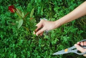 Троянди в букеті - як продовжити цвітіння (троянди) Троянди в букеті - як продовжити цвітіння