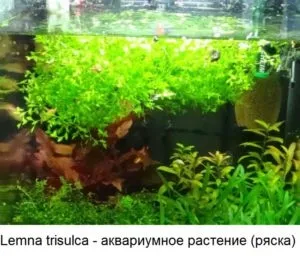 Ряска - як виглядає на фото в акваріумі, користь і шкода, лікувальні властивості, де росте ця трава, (фото) Ряска - як виглядає на фото в акваріумі, користь і шкода, лікувальні властивості, де росте ця трава,