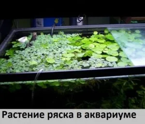 Ряска - як виглядає на фото в акваріумі, користь і шкода, лікувальні властивості, де росте ця трава, (ряска) Ряска - як виглядає на фото в акваріумі, користь і шкода, лікувальні властивості, де росте ця трава,