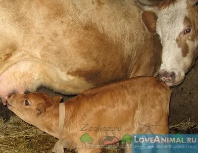 Пологи у корів і народження теляти (відео пологи корови) Пологи у корів і народження теляти