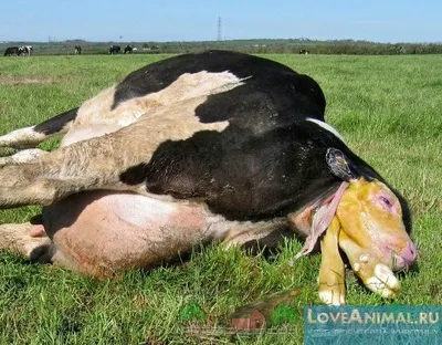 Пологи у корів і народження теляти (теля перші дні) Пологи у корів і народження теляти