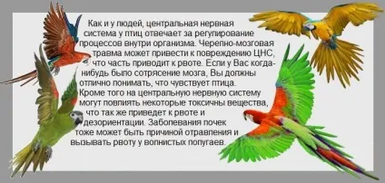 Блювота у папуги