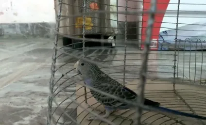 Блювота у хвилястого папугу, нудить зерном (фото і відео) (хвилястого папугу може) Блювота у хвилястого папугу, нудить зерном (фото і відео)
