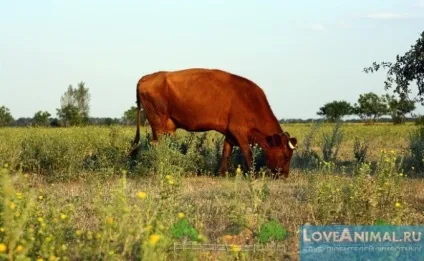 Пологи у корів і народження теляти (народження) Пологи у корів і народження теляти