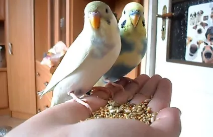 Блювота у хвилястого папугу, нудить зерном (фото і відео) (місці двох лапках) Блювота у хвилястого папугу, нудить зерном (фото і відео)
