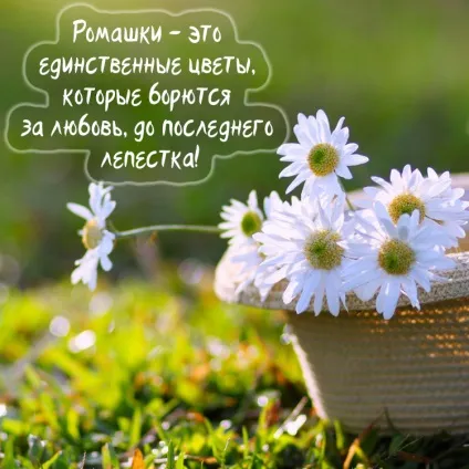 Ромашки фото і картинки