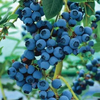 Садова лохина фото і сорти, посадка і догляд, добрива (сорти) Садова лохина фото і сорти, посадка і догляд, добрива