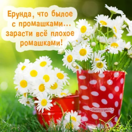 Ромашки фото і картинки