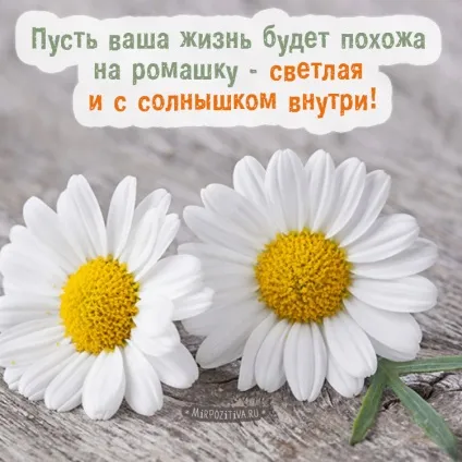 Ромашки фото і картинки