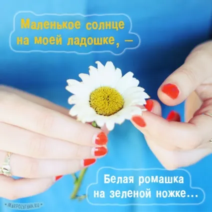 Ромашки фото і картинки