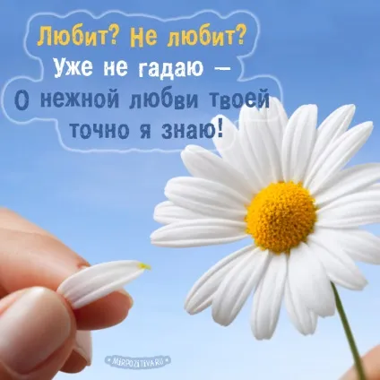 Ромашки фото і картинки
