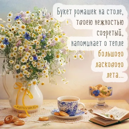 Ромашки фото і картинки