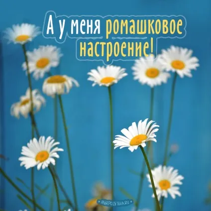Ромашки фото і картинки