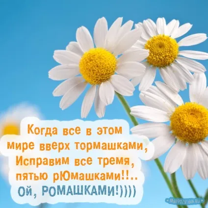 Ромашки фото і картинки