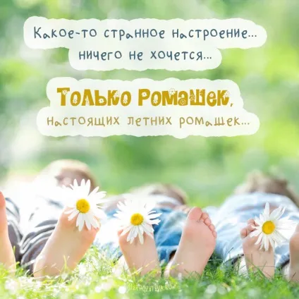 Ромашки фото і картинки