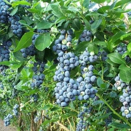 Садова лохина фото і сорти, посадка і догляд, добрива (сорти) Садова лохина фото і сорти, посадка і догляд, добрива