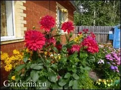 Садівництво на півночі