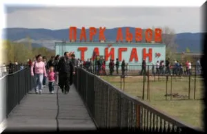 Сафарі-парк левів «Тайган» в Білогірську (крим) сайт, ціни, опис (белогорск Тайган парк) Сафарі-парк левів «Тайган» в Білогірську (крим) сайт, ціни, опис