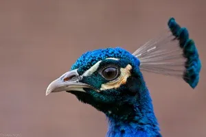Самець і самка павича відмінності і назви, навіщо такий великий і красивий хвіст павичі (самка) Самець і самка павича відмінності і назви, навіщо такий великий і красивий хвіст павичі