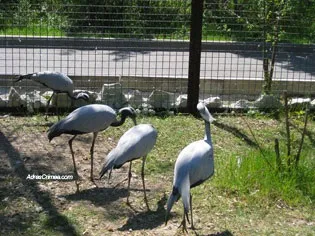 Сафарі парк левів Тайган в криму (сафарі) Сафарі парк левів Тайган в криму