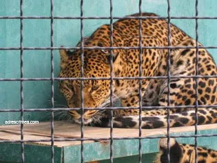 Сафарі парк левів Тайган в криму (парк) Сафарі парк левів Тайган в криму