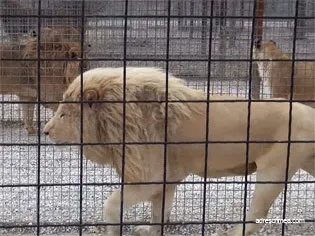 Сафарі парк левів Тайган в криму (адреса) Сафарі парк левів Тайган в криму