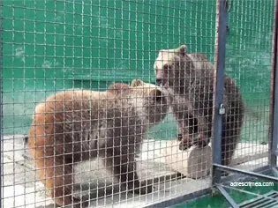 Сафарі парк левів Тайган в криму (відео) Сафарі парк левів Тайган в криму