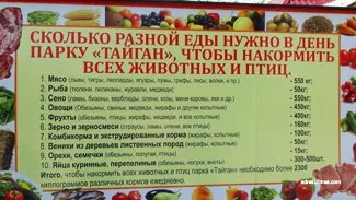 Сафарі парк левів Тайган в криму (відео) Сафарі парк левів Тайган в криму