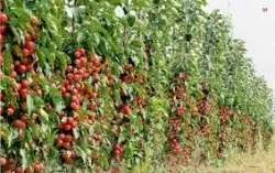 Найкрасивіші декоративні плодові дерева (декоративні) Найкрасивіші декоративні плодові дерева