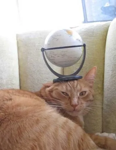 Самі звичайні коти - все найцікавіше! (Самі) Самі звичайні коти - все найцікавіше!