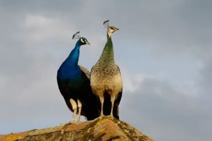 Самка і самець павича