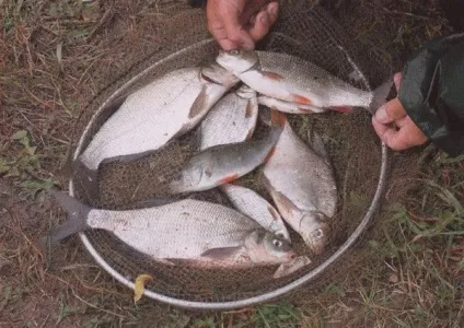 Самі рибальські місця на оці