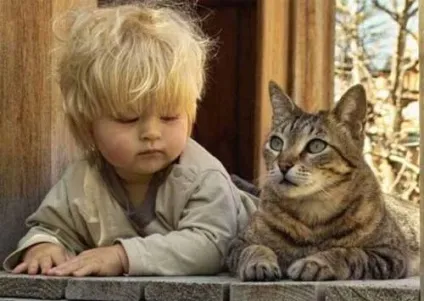 Самі звичайні коти - все найцікавіше! (Коти) Самі звичайні коти - все найцікавіше!
