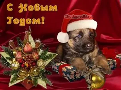 Найкращі побажання на новий рік 2018 (собаки) Найкращі побажання на новий рік 2018