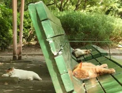 Самі звичайні коти - все найцікавіше! (Звичайні) Самі звичайні коти - все найцікавіше!
