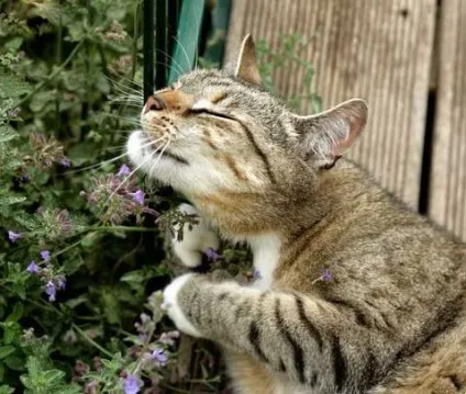 Самі звичайні коти - все найцікавіше! (Коти) Самі звичайні коти - все найцікавіше!