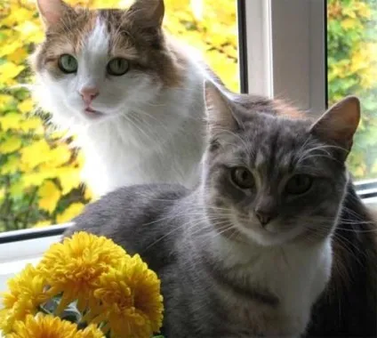 Самі звичайні коти - все найцікавіше! (Звичайні) Самі звичайні коти - все найцікавіше!