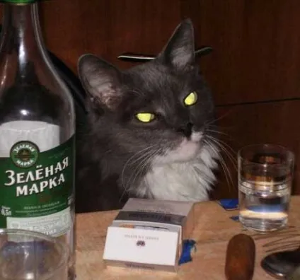 Самі звичайні коти - все найцікавіше! (Коти) Самі звичайні коти - все найцікавіше!