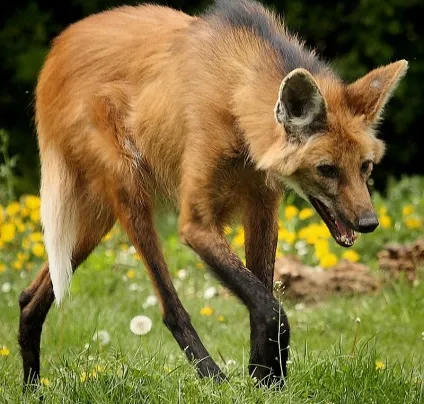 Самі незвичайні тварини світу (самі) Самі незвичайні тварини світу