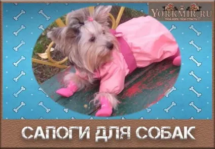 Чоботи для собак, для чого потрібні, гумові, своїми руками (чого) Чоботи для собак, для чого потрібні, гумові, своїми руками