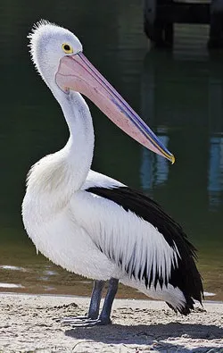 Сімейство Пеліканова (pelecanus linnaeus), зовнішній вигляд, спосіб життя, розмноження, харчування - birds (життя) Сімейство Пеліканова (pelecanus linnaeus), зовнішній вигляд, спосіб життя, розмноження, харчування - birds