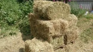 Сіно для кроликів - яке сіно краще як заготовити і скільки потрібно кролику (вибір сіна) Сіно для кроликів - яке сіно краще як заготовити і скільки потрібно кролику