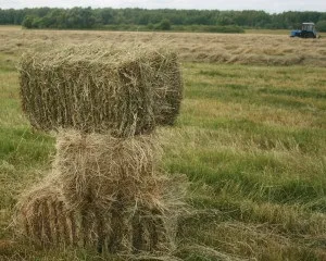 Сіно для кроликів - яке сіно краще як заготовити і скільки потрібно кролику (яке) Сіно для кроликів - яке сіно краще як заготовити і скільки потрібно кролику