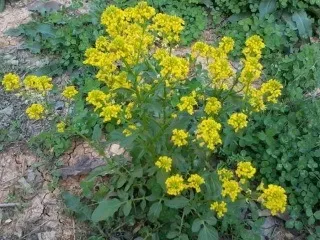 Сіно види, заготівля - наші кролики (кролики) Сіно види, заготівля - наші кролики